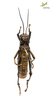 CollectionObject 1849151; cdafbf33-13ab-492c-a4ac-e64b53dcde8f, Unioeste Cascavel SAOP-0007: Male. Ventral view. (CollectionObject).