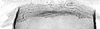 Forewing.: Hairs on eighth abdominal tergite of A. sambuci. (Observation).