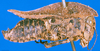 CollectionObject 1500876; 8563ac88-753e-4113-a4e6-2a6d8bb6e78e: male, lateral view (holotype). (CollectionObject).