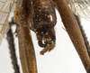 CollectionObject 1529784; 023177d5-847d-4548-a886-37a382c03b00: male cerci (holotype). (CollectionObject).