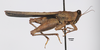 CollectionObject 1599705; 477ed115-6937-42a7-8920-1ae14762bccc: male, lateral view (paratype). (CollectionObject).