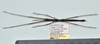 CollectionObject 1559914; ce5a0647-7815-4250-8099-b51abe49e650: copyright MNHN, Paris. male (holotype). (CollectionObject).