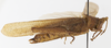 CollectionObject 1523770; 4c4c0106-366d-4fe0-bd20-8f0aef6940f6: female, lateral view (holotype). (CollectionObject).