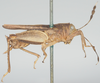 CollectionObject 1576819; 8a346e54-fbb5-4022-9dbf-aa5e01f6e5c0: female, lateral view (paratype of Phaestus sumatrensis). (CollectionObject).