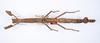 CollectionObject 1562344; d87f2d45-234a-4fbc-acf9-4ad71db781c4: copyright ZMUH, Hamburg. female, dorsal view (holotype). (CollectionObject).