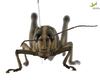 CollectionObject 1861680; Unioeste Cascavel K-0564, a9c3c7e1-329f-4149-aa9b-ccc3204b71fd: Female. Frontal view. (CollectionObject).