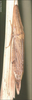 Habitus, lateral view on Attenuipyga (Dorycara) platyrhynchus (Osborn, 1894): Habitus. (Observation).