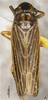 Habitus, dorsal view: !! display not done !! on Evacanthus hairus Li & Wang, 1996: (Observation).
