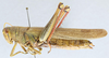 CollectionObject 2868649; 609c80fd-7407-4184-b0bb-2a8bd931f5ad: Schistocerca shoshone_CNC981666. Lateral view. (CollectionObject).
