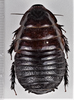 CollectionObject 1618720; 28e84fa4-721e-4f9a-9894-c9cf5b0b553c: (CollectionObject).