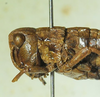 CollectionObject 1498696; ec7d2af6-3299-40ae-85ba-88e5a1f50736: female head and pronotum, lateral view. (CollectionObject).
