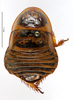 CollectionObject 1587253; MNHN(SF IMPORT DUPLICATE) MNHN-EP-EP1203, 9093143d-4ba6-439b-806c-c00c73061979: CC BY-NC-ND 4.0/MNHN - Depraetere Marion - 2014. Type, female, of bilobata Saussure, 1864. Specimen number: MNHN-EP-EP1203. http://coldb.mnhn.fr/catalognumber/mnhn/ep/ep1203. (CollectionObject).