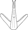 Aedeagus, ventral view on Diplocolenus (Diplocolenus) altaicus Vilbaste, 1965: Aedeagus, ventral view. (Observation).