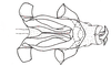 Dichroplus fuscus (Thunberg, 1815): Fig. 10. cingulum and endophallus, dorsal view. (Otu).