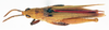 CollectionObject 1573935; 0493db2d-b0a2-425e-a051-cc361b95d106: male, dorsal view (paratype of Tanita obesa). (CollectionObject).