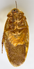 CollectionObject 1567094; b8ce5b3f-d54b-4793-b6e2-8240349ccc18: Photo by Heidi Hopkins. Holotype, adult male, ventral habitus. (CollectionObject).