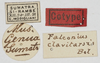 CollectionObject 1580736; e30e7ea6-dfb0-4a86-96dc-efd74dd65ce5: labels (paratype). (CollectionObject).