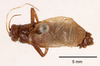 CollectionObject 1523743; 852b2548-7b18-4b91-b12b-5f20cb826618: male, dorsal view (holotype). (CollectionObject).
