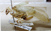 CollectionObject 1503432; MBBJ 3226093, eed5e738-1798-4261-81b4-b98c28084c61: female, lateral view. (CollectionObject).