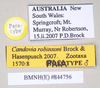 CollectionObject 1562687; d96976dd-6964-4788-8984-2c142fd555a1: copyright Natural History Museum, London. male, data labels (paratype). (CollectionObject).