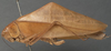 CollectionObject 1505822; a38adfec-4325-4bdc-94c1-0695ccb01b1c: female, lateral view (holotype). (CollectionObject).