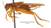 CollectionObject 1585678; be61275c-c5eb-49d7-8d39-9f2516d73c48: female, lateral view (allotype). (CollectionObject).