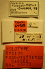 Nysius fuscovittatus Barber, 1958: Nysius fuscovittatus - Holotype Labels (NMNH) - (CC BY-NC 3.0) - Photo by Pablo M. Dellapé with permission from the National Museum of Natural History (NMNH), Smithsonian Institution, Washington, D.C. (Otu).