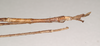CollectionObject 1556982; b3054bbd-c97b-4afa-81da-59277c4faaf5: copyright South Australian Museum, Adelaide. Acrophylla nubilosa male: end of abdomen, dorsal view (holotype). (CollectionObject).