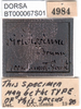 CollectionObject 1502107; 9580a7b3-c701-4c31-863c-71ebd115f384: labels (syntype). (CollectionObject).