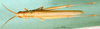 CollectionObject 1579398; 9b5e7724-6a24-4e2a-96c4-2e219e2bb663: female, dorsal view (paratype). (CollectionObject).