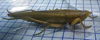 Xestophrys javanicus javanicus Redtenbacher, 1891: female. (Otu).