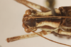 CollectionObject 1499870; 2471facb-af8e-4d18-b78d-d926630317a6: Male. Holotype. (CollectionObject).