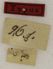 CollectionObject 1529813; aea8bd65-1ced-4a1d-a4a5-1eace7725258: labels (holotype). (CollectionObject).