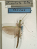 CollectionObject 1561845; NMW 1025, a2189087-09fc-419d-abfd-b4353cccfbc3: copyright NMW, Vienna. male (holotype). (CollectionObject).