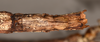 CollectionObject 1557408; 740e7e02-4a02-45f8-9962-45933d7ce492: copyright OUMNH. female: end of abdomen, ventral view (holotype). (CollectionObject).