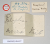 CollectionObject 1557415; 763340e1-94e5-46cf-925e-ed807ebb70d3, NHMUK(SF IMPORT DUPLICATE) 844927: copyright Natural History Museum, London. female, data labels (holotype). (CollectionObject).