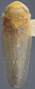 Habitus, dorsal view on Eutettix (Eutettix) latus Hepner, 1942: Dorsal. Male. (Observation).
