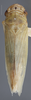 Habitus, dorsal view: !! display not done !! on Cofana spectra (Distant, 1908): Dorsal. (Observation).