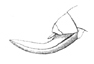 Eriolus acutipennis Saussure & Pictet, 1898: Pl. 19, Fig. 19. ovipositor (5.5 mm). (Otu).