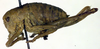 CollectionObject 1501842; bca2cad9-e5e3-43e2-bbf2-4bfdb0184528, DORSA BTisohosS01: female nymph (syntype). (CollectionObject).