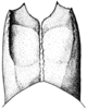 Scotussa daguerrei Liebermann, 1947: ovipositor valves, dorsal view. (Otu).