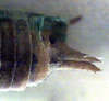 Microtettigonia tachys Rentz, 1979: male cerci. (Otu).
