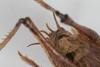 CollectionObject 1505596; 12a843f1-b3c7-4b55-80ef-1855a08ffb82: Male, dorsal view (syntype). (CollectionObject).
