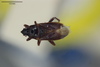 CollectionObject 1593622; bf46ca99-7a07-43b4-a334-91362b0a07b9: Austroxestus carnarvoni. Paratype-dorsal habitus. (BMNH) - (CC BY-NC 4.0) Photo by Stuart Cole, reproduced with permission from the Natural History Museum, London, UK. (CollectionObject).
