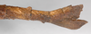 Neomyronides emiri (Hennemann, 1998): copyright F. Hennemann. female: end of abdomen, lateral view (paratype). (Otu).