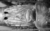 Daedalellus waehnerorum (Günther, 1940): left mirror area (Peru, Loreto) (not a type). (Otu).