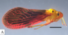 Habitus, lateral view on Cobacella palmensis Bahder & Bartlett, 2023: (Observation).