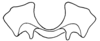 Aleuas vitticollis Stål, 1878: Fig. 34H. epiphallus, frontal view. (Otu).