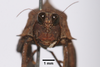 CollectionObject 1599712; 7828d5cd-2a26-4789-8826-43d5a20893e2: female, frontal view (paratype). (CollectionObject).