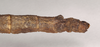 Hermagoras hosei Kirby, 1896: copyright Natural History Museum, London. female: end of abdomen, dorsal view of synonym Hermagoras cristatus (holotype). (Otu).